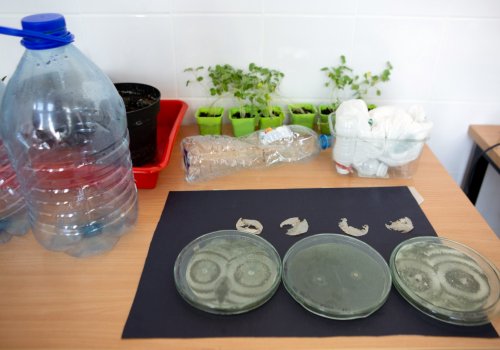 Speeding up the Degradation of Plastic – Innovation with the Use of Nature